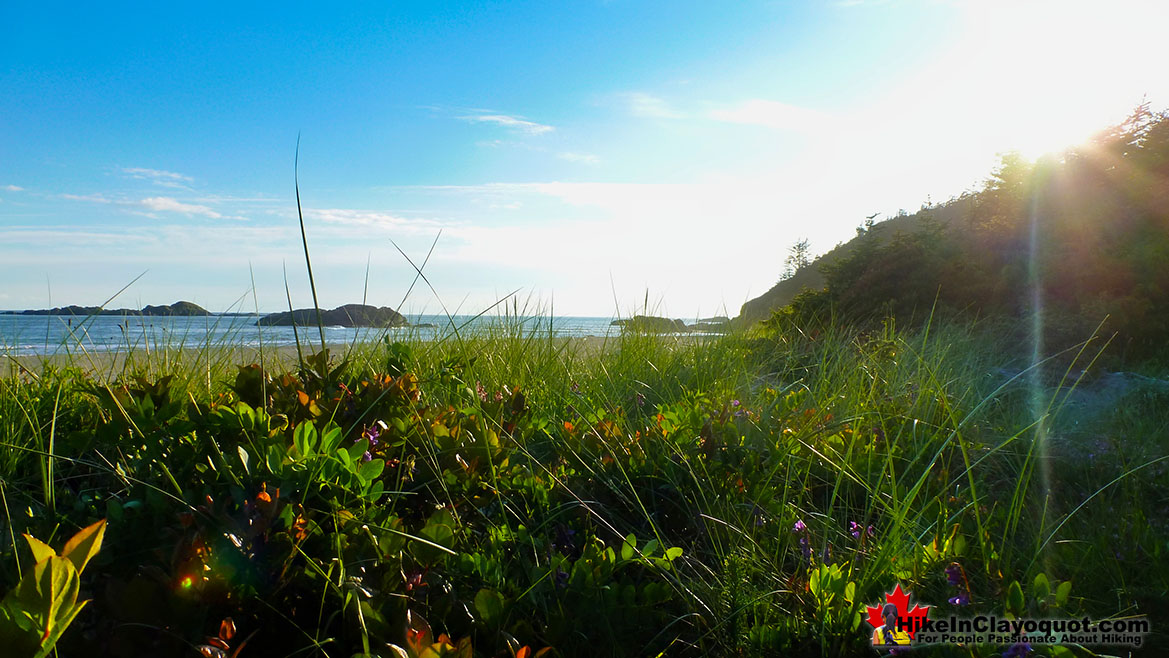 Radar Beach Sunset Flowers