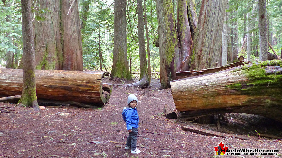 Ancient Cedars Hike in Whistler