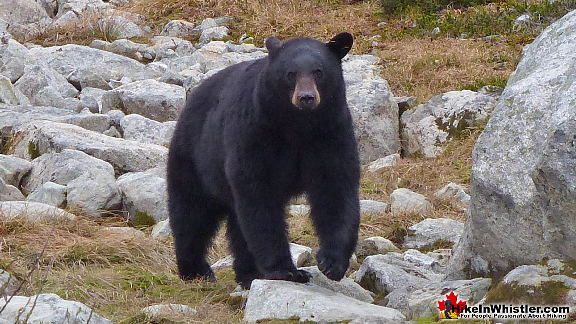 Black Bear on Blackcomb Mountain