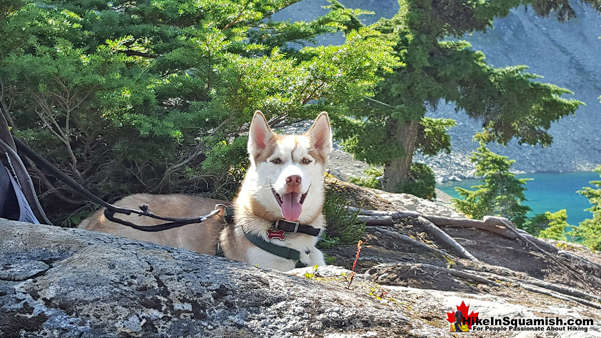 Cirque Lake is Dog Friendly