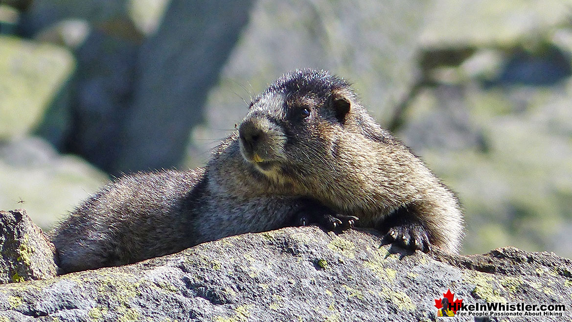 Marmot Near Cirque Lake