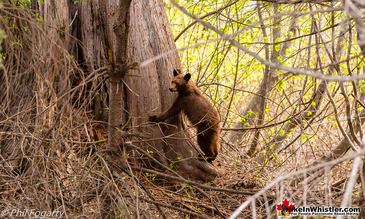 Grizzly Bear Cub Near Keyhole Hot Springs