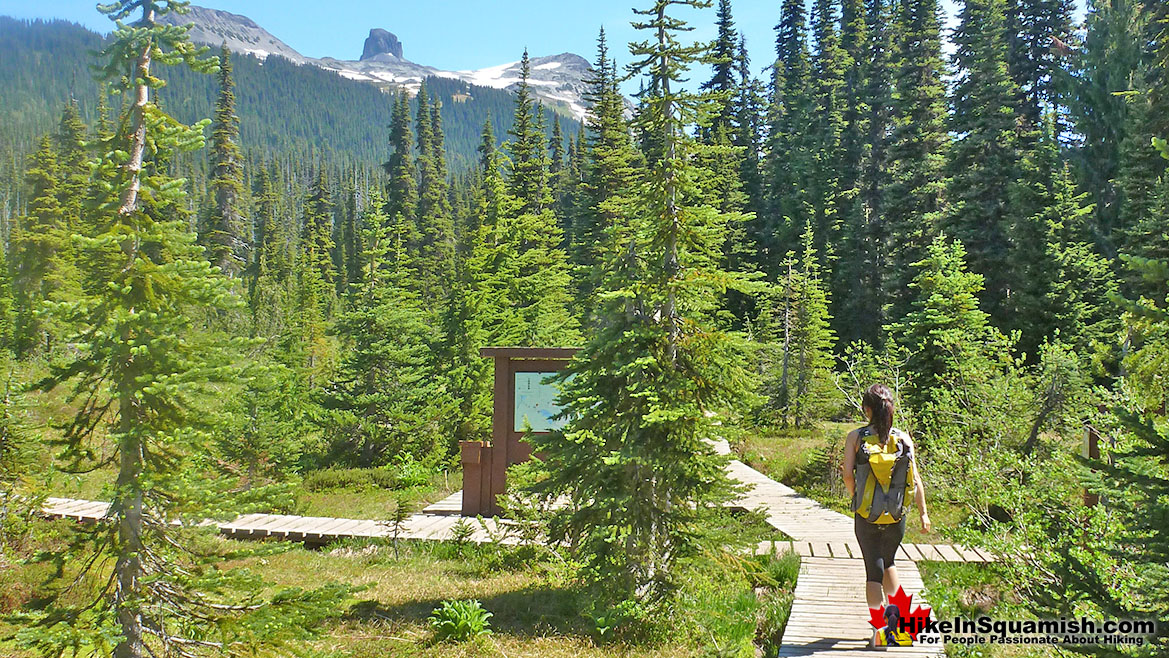 Taylor Meadows in Garibaldi Park